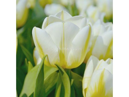 Лале /Tulip Calgary Flames/ 11/12