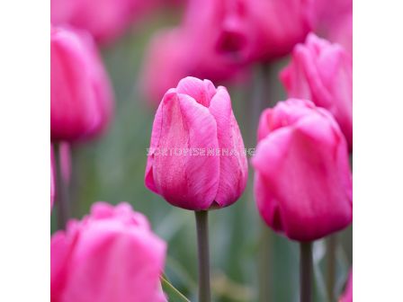 Лале/ Tulips triumph Carola - 1 бр.