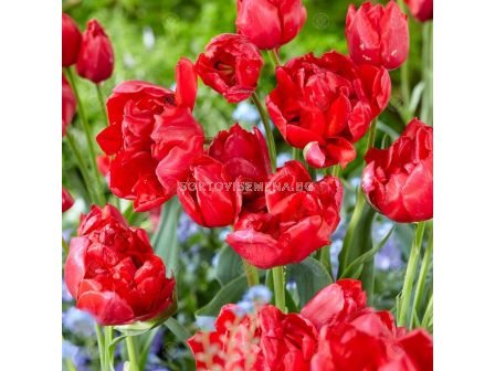 Лале/ Tulipа double early 'Estatic' - 1 бр.