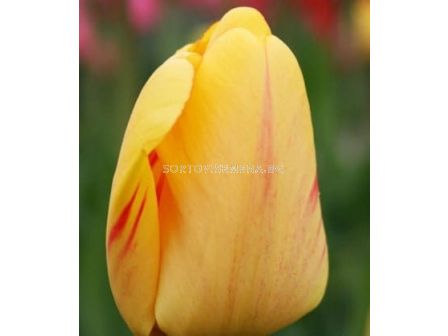 Лале /Tulip Juliette/ 11/12