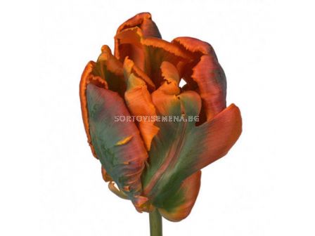 Лале Orange Rococo 5 бр