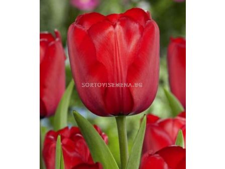 Лале /Tulip Red Impression/ 11/12