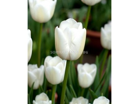 Лале /Tulip White Marvel/ 11/12