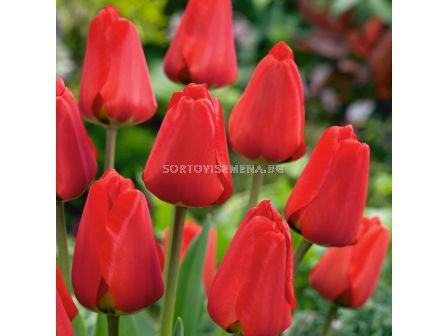 Лале /Tulip Apeldoorn/ 10/11