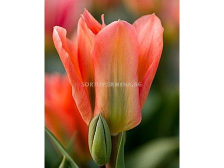 Лале /Tulip Apricot Emperor/ 11/12