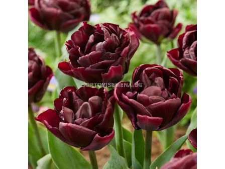 Лале/ Tulips double late Canyon - 1 бр.