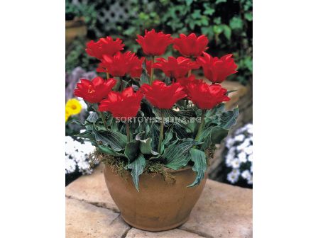 Лале/ Tulip greigii Double Red Ridinghood - 1 бр.