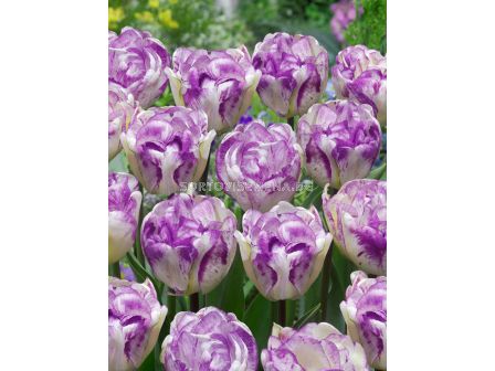Лале/ Tulip double late Shirley Double - 1 бр.