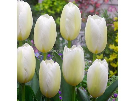 Лале triumph Francoise - 1 бр.