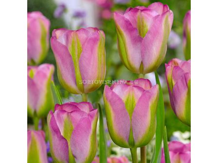 Лале /Tulip Greenland/ 10/11