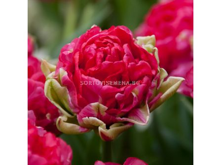 Лале/ Tulip double late 'Justina' - 1 бр.