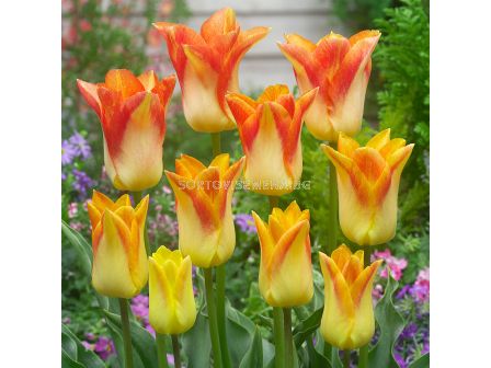 Лале/ Tulip lily-flowered Moonblush - 1 бр.