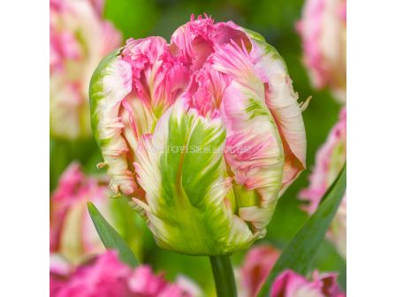 Лале/ Tulip parrot Parrot Pinkvision - 1 бр.