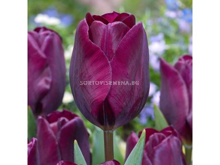 Лале /Tulip Purple Lady