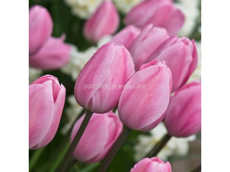 Лале/ Tulipa Rosalie - 1 бр.