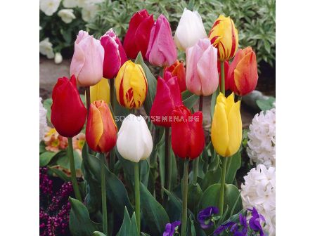 Лале микс/ Tulips single early mixed - 1 бр. 