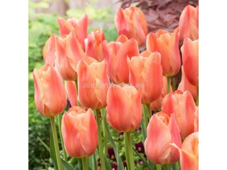 Лале/ Tulip single late Stunning Apricot - 1 бр.
