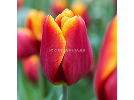 Лале triumph Uppsala - 1 бр.