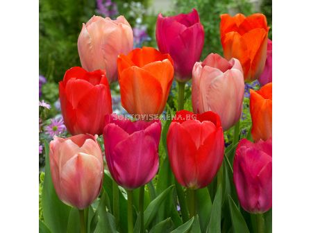 Лале van Eijk mix/ 11/12