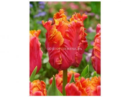 Лале /Tulip Comet/ 10/11