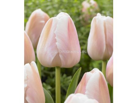 Лале /Tulip Apricot Pride/ 11/12