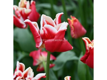 Лале/ Tulips triumph Elegant Crown - 1 бр.