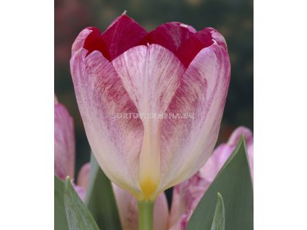 Лале /Tulip Flaming Purissima/ 11/12