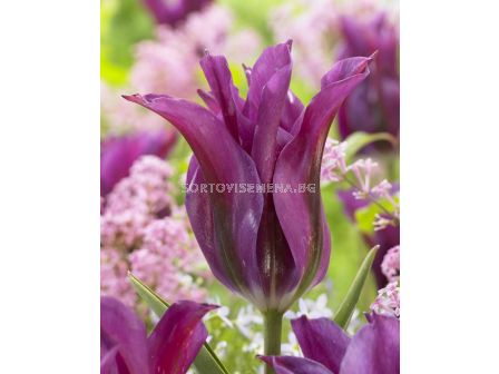 Лале /Tulip Purple Doll/ 10/11