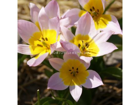 Лале /Tulip Tulipa Saxatilis/ 6/7