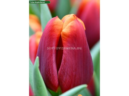 Лале /Tulip Angela Merkel/ 11/12