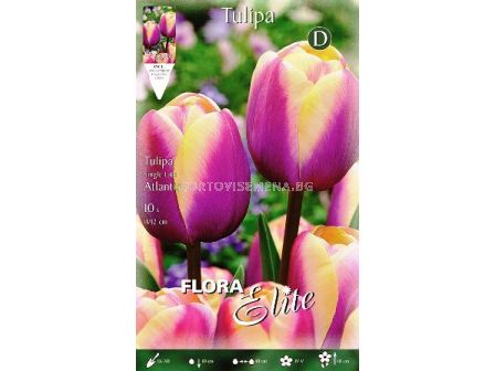 Лале (Tulip) Atlantis