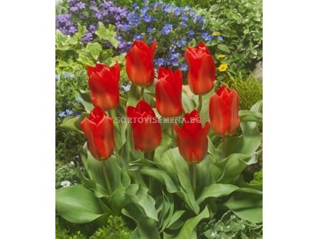 Лале/ Tulip fosteriana 'Princeps'- 1 бр.