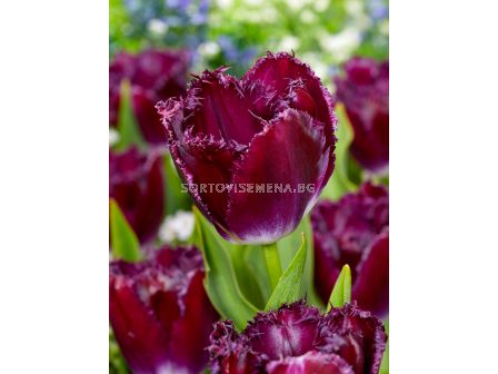 Лале fringed Purple Crystal - 1 бр.