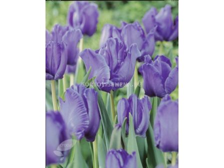 Лале (Tulip) Single Late Bleu Aimable - 5бр