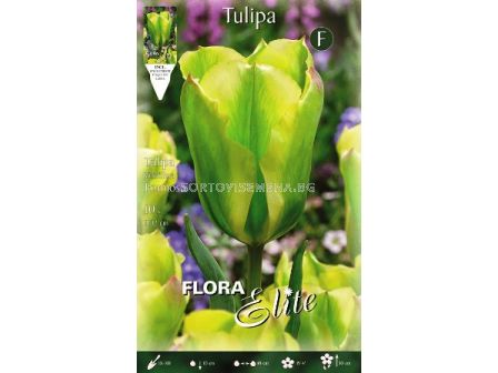 Лале (Tulip) Viridiflora Formosa