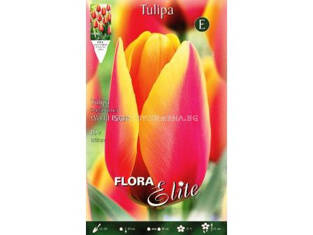 Лале (Tulip) World Peace