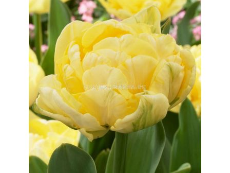 Лале /Tulip Yellow Mountain/ 11/12