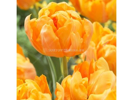 Лале /Tulips Orca / 1 бр