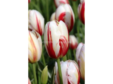 Лале Happy Generation