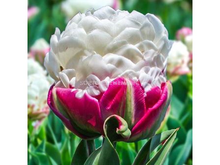 Лале сладоледено Double Polar  /Special edition/ 1 бр 