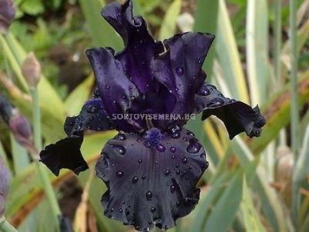 Ирис / IRIS GERM. BLACK DRAGON / 