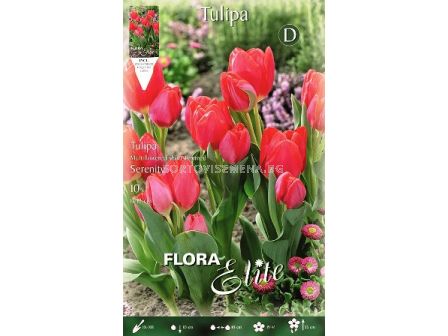 Лале (Tulip) Multiflowered shorstemmed Serenity