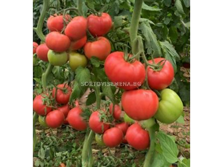 Семена розов домат - Тукипинк/ Tukipink F1 - 500 семена - 1