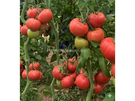 Семена розов домат - Тукипинк/ Tukipink F1 - 500 семена - 2