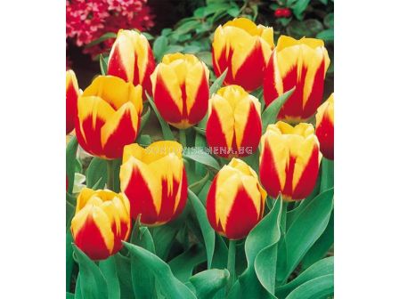 Лале single early Keizerskroon - 1 бр.