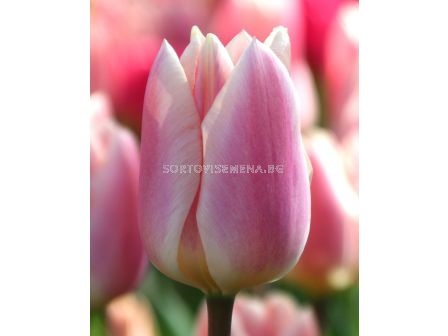 Лале /Tulip 'Apricot Delight/ 1 бр