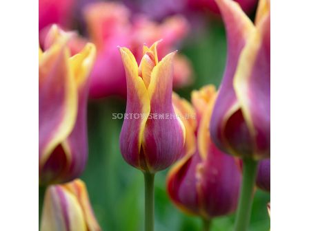 Лале/ Tulip lily-flowered Sonnet - 1 бр.