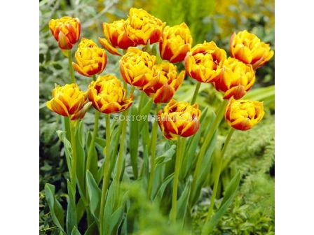 Лале/ Tulip double late Bonanza - 1 бр.