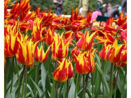 Лале Lily-flowered Firework 1бр