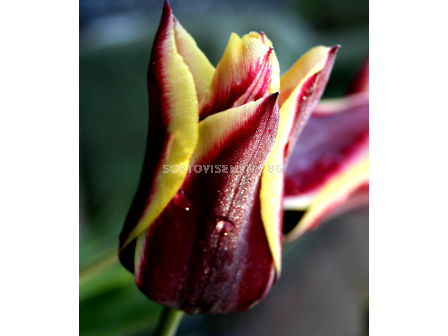 лале (Tulip) Gavota 